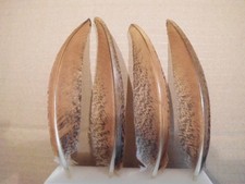 4 rotbraune Pfauenfedern  16