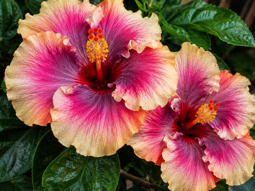 Xf143tt hibiskus hibiscus - xf143tt,