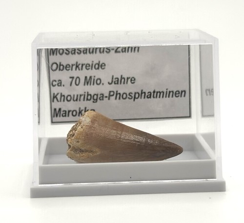 Schöner mosasaurus zahn - 1,
