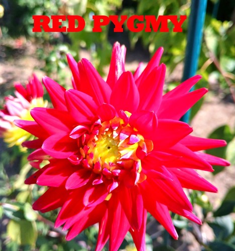 Dahlien samen gartenblumen - dahlien,
