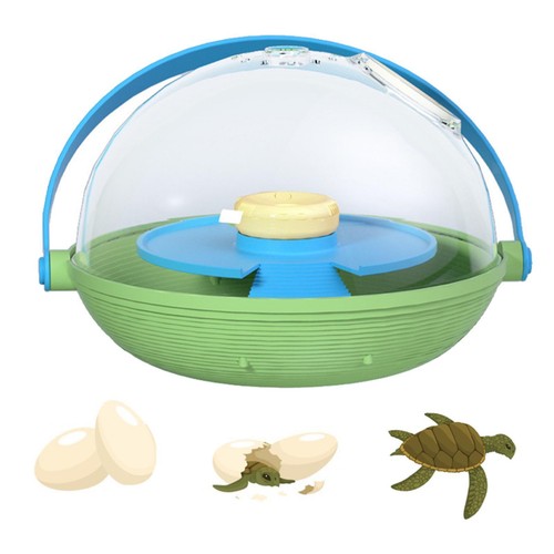 Turtle incubate reptile - turtle,