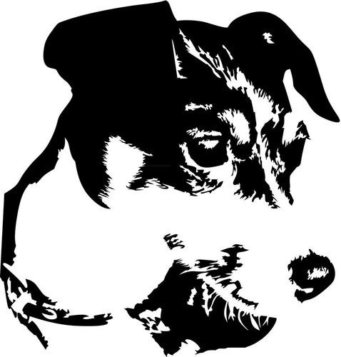 Jack russell terrier - russell,