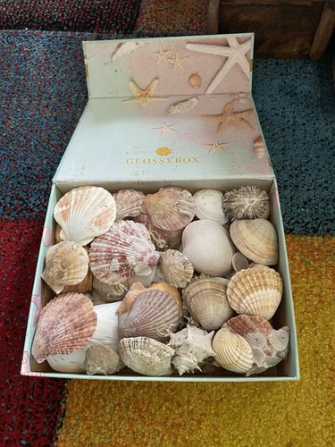 Muschelbox mit muscheln und - mit,