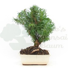 BONSAI Eibe Hybrid 'Taxus