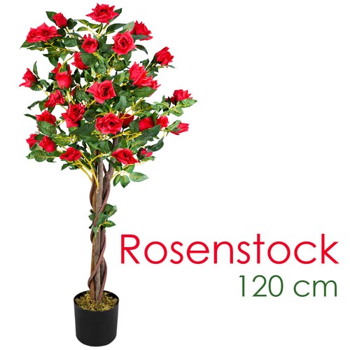 Rose rosenbusch rosenstock - rose,