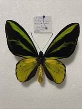 Ornithoptera Hybrid O.tithonus