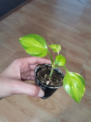 Epipremnum neon joy - neon,