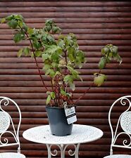 Herbsthimbeere - Rubus idaeus 'Autumn Bliss' 40-60 cm, Strauch im 5-Liter Topf