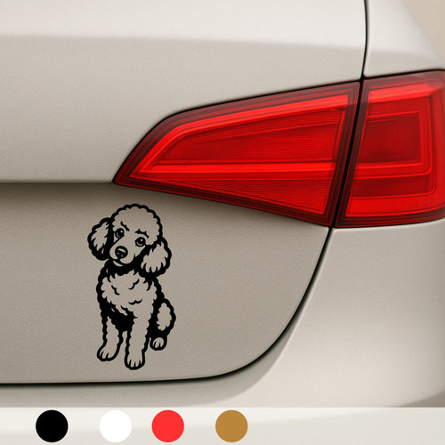 Pudel hund dog maltipoo - pudel,