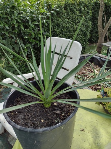 Yucca palme freilandpalme - yucca,