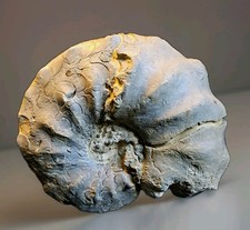 Schöner Ceratites nodosus