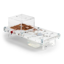 Ant Farm (Ameisenfarm) Pilz Kit (Kostenfreie Ameisen mit Königin)(Formicarium)
