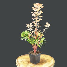 Wolfsmilch Euphorbia  Purpurea