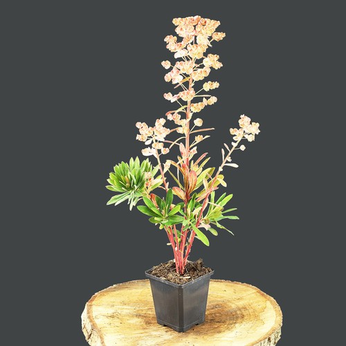 Wolfsmilch euphorbia purpurea - euphorbia,
