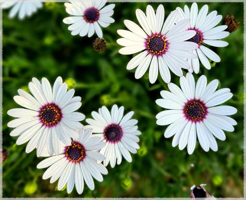 White cape daisy seeds - white,