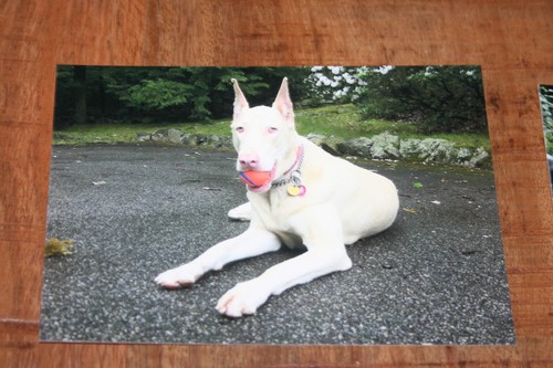 Hunde postkarte von poster xxl - poster,