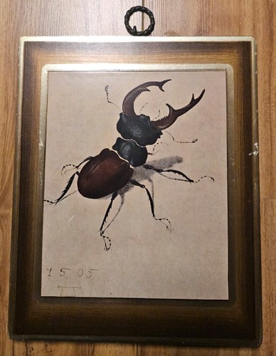 Dürer jh hirschkäfer - dürer,