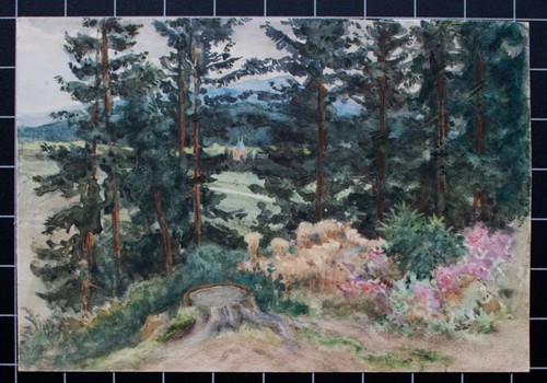 Waldstück mit blumen - waldstück,