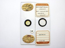 2 antike Mikroskop Objektträger.  Kieselalgen Nitzschia und Actinoptychus von P.J.Smith