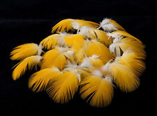 25 Stk. 2,5-3,5 cm Vogelfedern vom Gelbbrustara Arafedern Papageienfedern