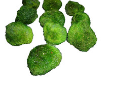 Mooskugel 7 Stück  Angebot !!! Wasserpflanzen,Aquariumpflanzen,Teichpflanzen