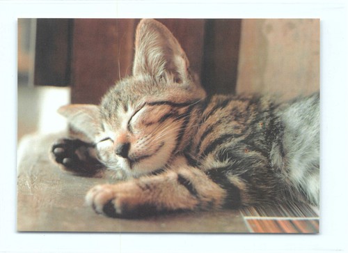 Postkarte katze müde - 1,