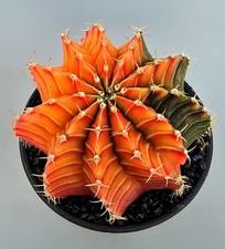 Schöner Ausgefallener