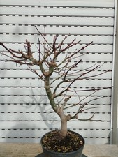 pre Bonsai - Fächerahorn, Acer Palmatum Atropurpureum