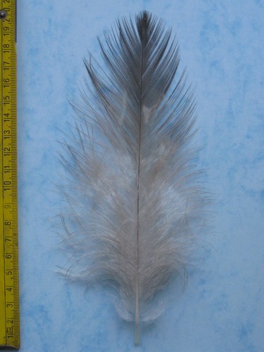 Adlerfeder flaumfeder - adlerfeder,