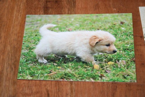 Hunde postkarte von poster - postkarte, xxl