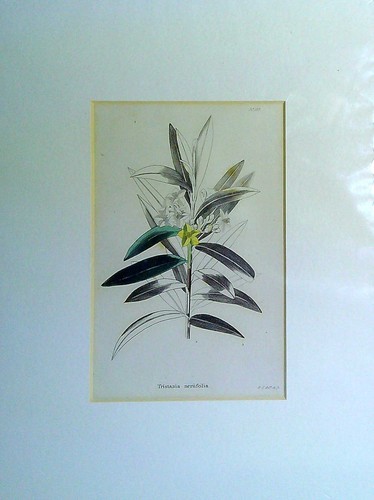 Cooke george copper engraving - george,