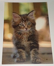 Maine Coon Katze Kätzchen Tier Kitten Postkarte Postcard Ak Katzenpostkarte DJH