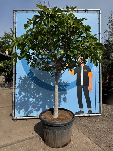 Feigenbaum jahre alt - feigenbaum,