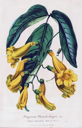 Bignonia chamberlaynei brazil - bignonia,