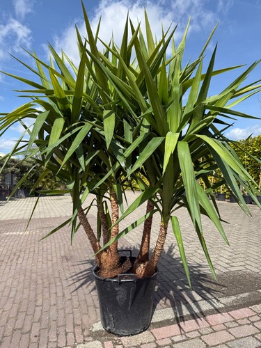 Yucca elephantipes 190 - elephantipes, 🌴