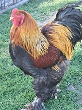 10 Stk. (kein Brut-) Eier