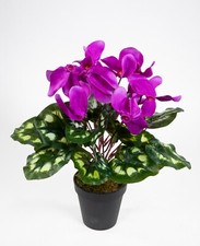Alpenveilchen 36cm lila - , im