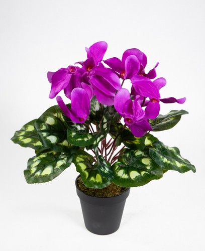 Alpenveilchen 36cm lila - , im