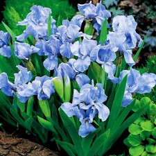 Iris Rhizom Staude Blüten