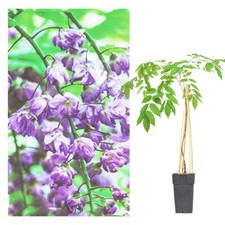 Garten Blauregen,Japanischer Blauregen1 Pflanze Wisteria sinensis Prolific ,blau
