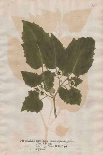 Physalis angulata