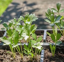 Liebstöckel Gewürze Pflanze für die Wohnung drinnen Zimmerpflanze groß Bambusa