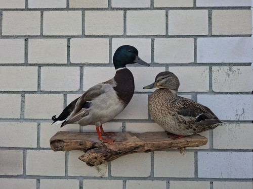 Tierpräparat stockenten paar - stockenten,