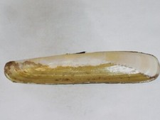 PHARUS LEGUMEN MONSTER