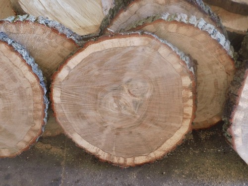 Baumscheibe holzscheibe 40 - holzscheibe,, x