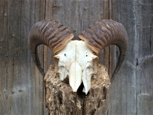 Widder mufflon schädel von - mufflon,