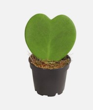 Herzblatt Pflanze Ableger 10cm