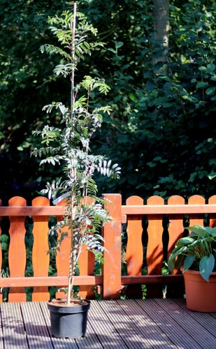 Essbare eberesche sorbus - essbare,