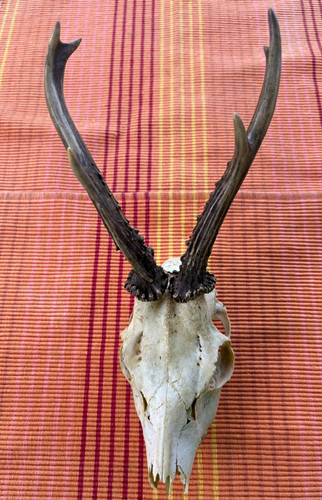 Rehgeweih bock reh geweih - bock,