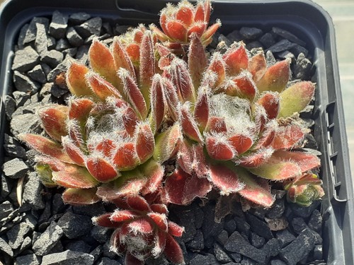 Sempervivum angokel - sempervivum, "angokel"